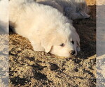 Small #2 Great Pyrenees