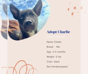 Mutt Dogs for adoption in Naples, FL, USA