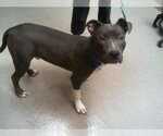 Small Photo #1 American Pit Bull Terrier-Unknown Mix Puppy For Sale in Las Vegas, NV, USA