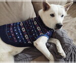 Small #2 Siberian Husky Mix