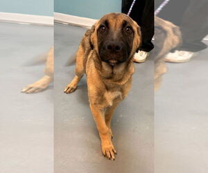German Shepherd Dog-Unknown Mix Dogs for adoption in Brewster, NY, USA