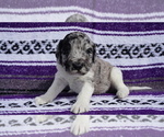 Small Photo #3 Labradoodle Puppy For Sale in CORPUS CHRISTI, TX, USA