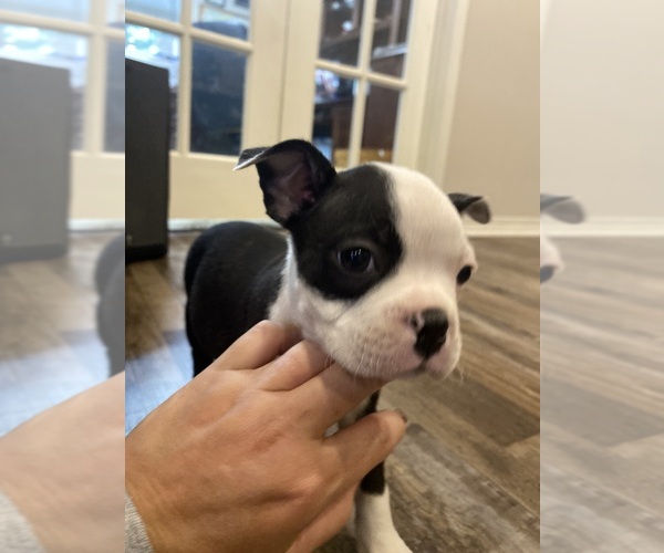 Medium Photo #7 Boston Terrier Puppy For Sale in FREDONIA, KS, USA