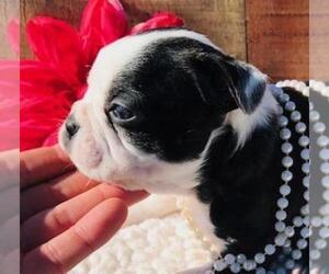 Boston Terrier Puppy for sale in FOYIL, OK, USA