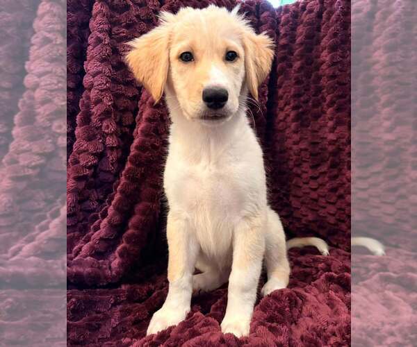 Medium Photo #2 Mutt Puppy For Sale in Candler, NC, USA
