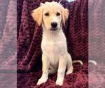 Small Photo #2 Mutt Puppy For Sale in Candler, NC, USA