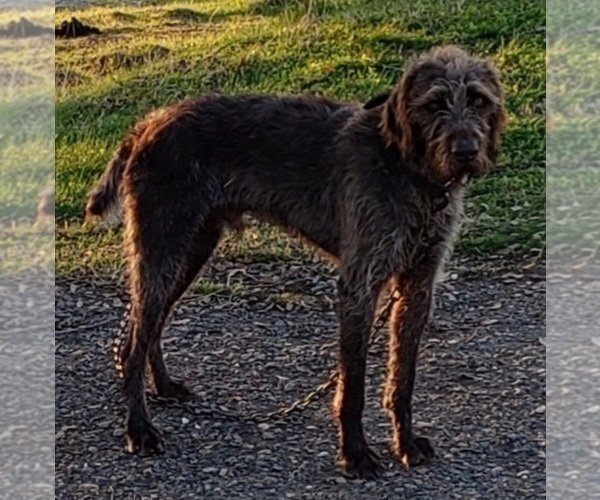 Medium Photo #1 German Wirehaired Pointer Puppy For Sale in HARPSTER, ID, USA
