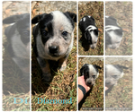Puppy Diamond Texas Heeler