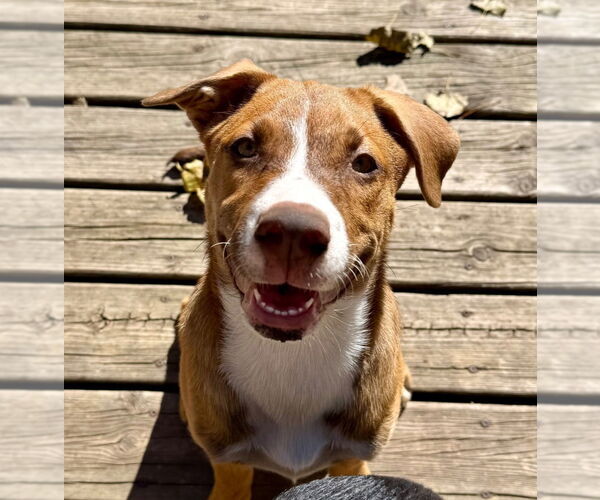 Medium Photo #6 Mutt Puppy For Sale in Minneapolis, MN, USA