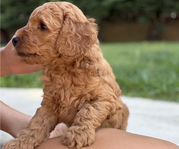 Medium Photo #2 Goldendoodle (Miniature) Puppy For Sale in ROSEVILLE, CA, USA