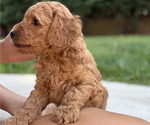 Small #1 Goldendoodle (Miniature)