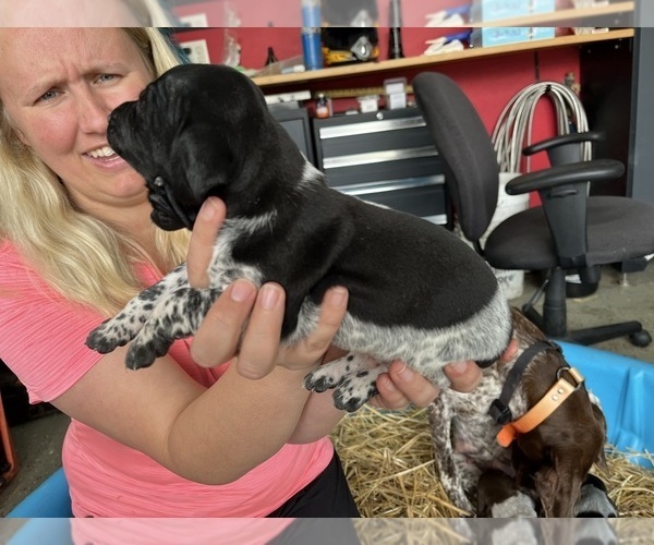 Medium Photo #3 German Shorthaired Pointer Puppy For Sale in HEWITT, MN, USA