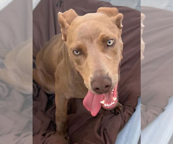 Medium Photo #2 Unknown-Weimaraner Mix Puppy For Sale in Lake Forest, CA, USA