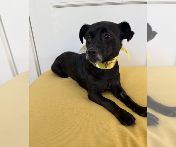 Medium Photo #5 Chiweenie Puppy For Sale in Weston, FL, USA