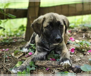 German Shepherd Dog-Mountain Cur Mix Dogs for adoption in Parker Ford, PA, USA