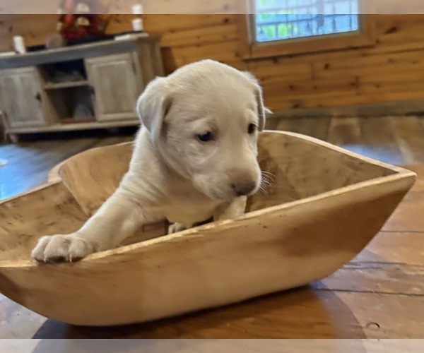 Medium Photo #46 Labrador Retriever Puppy For Sale in LEASBURG, MO, USA