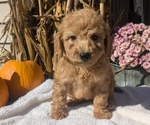 Puppy Leo Poodle (Miniature)