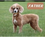 Small Photo #1 Cadoodle Puppy For Sale in PERU, IN, USA