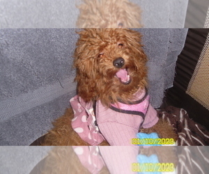 Medium Poodle (Toy)