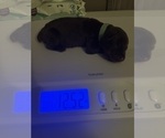 Small #4 Doberman Pinscher