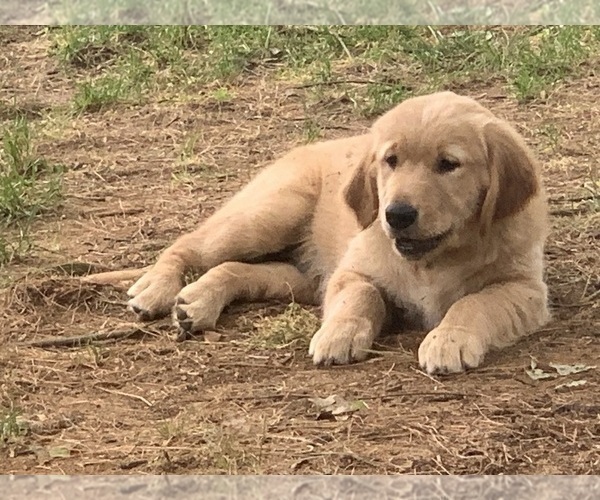 Medium Photo #7 Golden Retriever Puppy For Sale in EAST FREEHOLD, NJ, USA