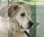 Small #2 Great Pyrenees Mix