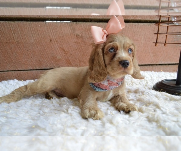 Medium Photo #4 English Cocker Spaniel Puppy For Sale in HONEY BROOK, PA, USA