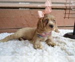 Small Photo #4 English Cocker Spaniel Puppy For Sale in HONEY BROOK, PA, USA