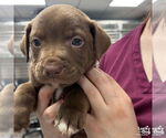 Small #1 Labrador Retriever-Retriever  Mix