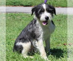Small Photo #4 Mutt Puppy For Sale in Prattville, AL, USA