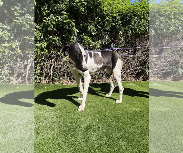 Medium Photo #5 Great Dane Puppy For Sale in Goodyear, AZ, USA