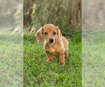 Small Photo #37 Dachshund Puppy For Sale in BREMEN, IN, USA