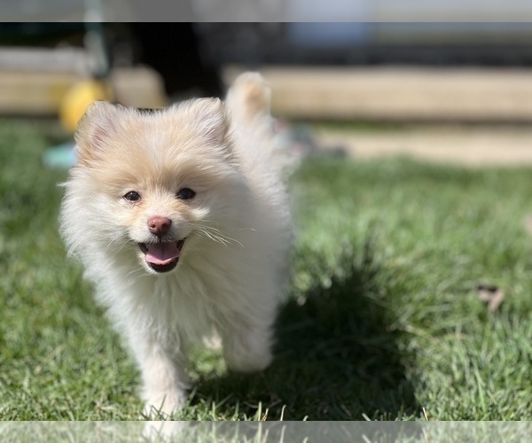 Medium Photo #1 Pomeranian Puppy For Sale in WOODSTOCK, IL, USA