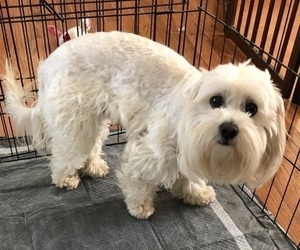Father of the Maltipoo puppies born on 05/31/2025
