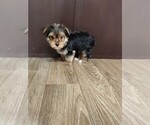 Small #6 Yorkshire Terrier