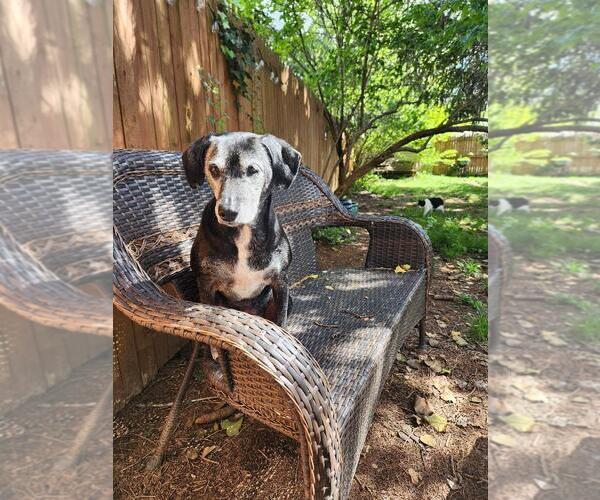 Medium Photo #1 Beagle-Unknown Mix Puppy For Sale in Seven Valleys, PA, USA