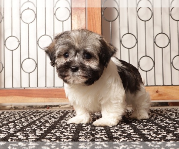 Medium Photo #1 Havanese Puppy For Sale in NAPLES, FL, USA