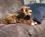 Small #15 Havanese