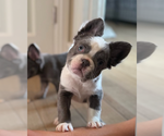 Small #3 French Bulldog