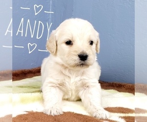 Goldendoodle Puppy for sale in CEDAR GAP, MO, USA