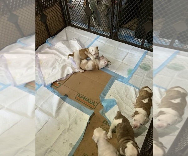 Medium Photo #10 American Bulldog Puppy For Sale in SAINT LOUIS, MO, USA