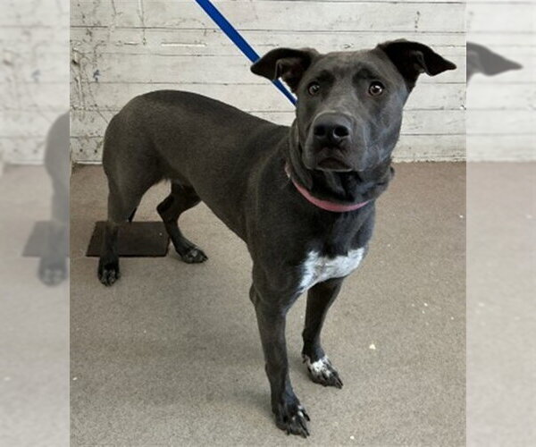 Medium Photo #1 Catahoula Leopard Dog-Labrador Retriever Mix Puppy For Sale in San Bernardino, CA, USA