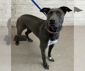 Catahoula Leopard Dog-Labrador Retriever Mix Dogs for adoption in San Bernardino, CA, USA