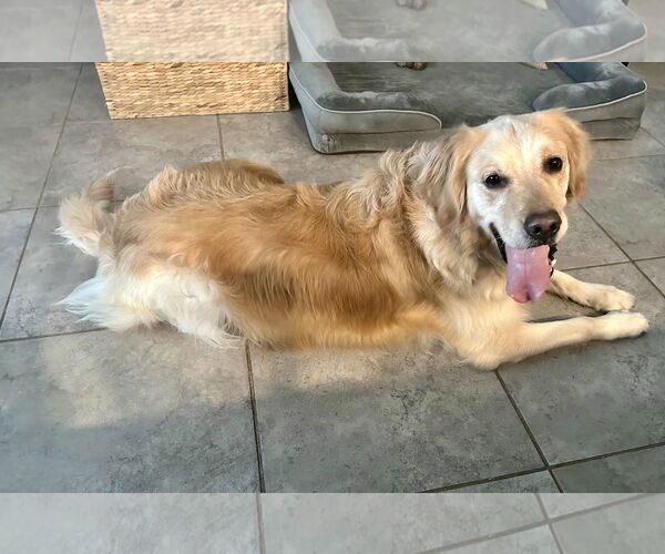 Medium Photo #1 Golden Retriever Puppy For Sale in Valrico, FL, USA