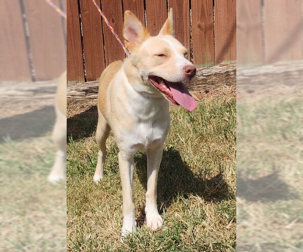 Medium Photo #3 Labrador Retriever-Red Heeler Mix Puppy For Sale in Wetumpka, AL, USA