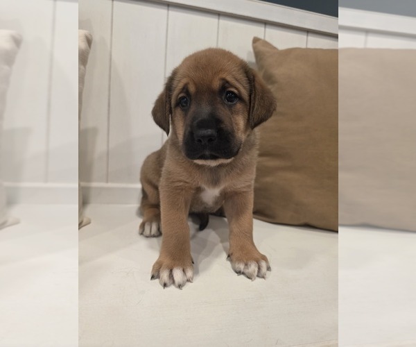 Medium Photo #4 Anatolian Shepherd-English Mastweiler Mix Puppy For Sale in IRWIN, PA, USA