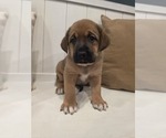 Small #3 Anatolian Shepherd-English Mastweiler Mix
