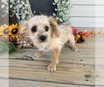 Small #4 Morkie