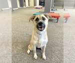 Small #1 German Shepherd Dog Mix