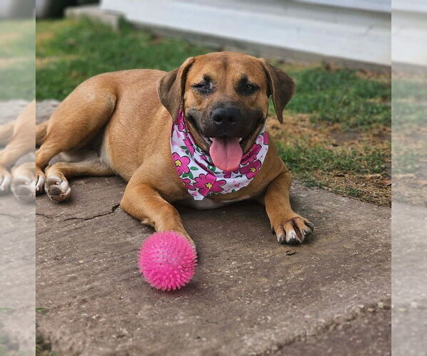 Medium Photo #6 Mutt Puppy For Sale in Brewster, NY, USA